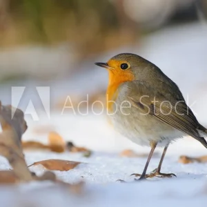 Wintering Robin walking in the snow Expédié Aujourd'hui